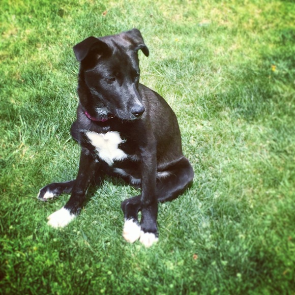 Meet your Posh Ambassador - Picture 3 of 9